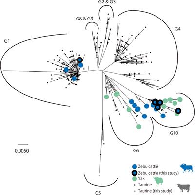 Phylogenomics and Spatiotemporal Dynamics of Bovine Leukemia Virus Focusing on Asian Native Cattle: Insights Into the Early Origin and Global Dissemination